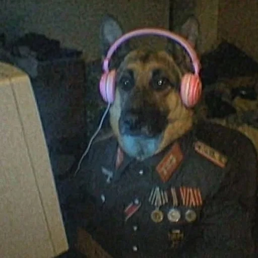 ArcticWolf